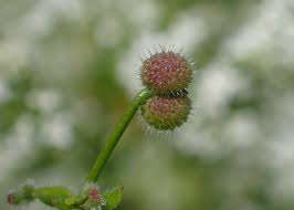 Attēlu rezultāti vaicājumam “Galium rivale”