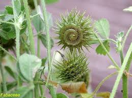Attēlu rezultāti vaicājumam “Medicago”