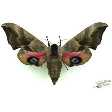 Attēlu rezultāti vaicājumam “Habrosyne pyritoides”