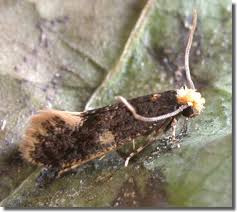 Attēlu rezultāti vaicājumam “Monopis weaverella”