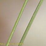 Attēlu rezultāti vaicājumam “Trichophorum alpinum fruit”