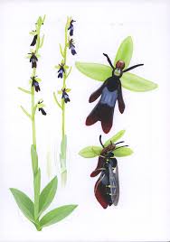Attēlu rezultāti vaicājumam “Ophrys insectifera leaf”