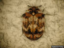 Attēlu rezultāti vaicājumam “Dermestidae”