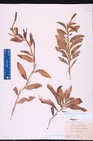 Attēlu rezultāti vaicājumam “Potamogeton lucens”