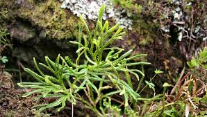 Attēlu rezultāti vaicājumam “Diphasium complanatum”