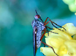 Attēlu rezultāti vaicājumam “Sericomyia sp.”