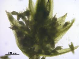 Attēlu rezultāti vaicājumam “Pohlia annotina”