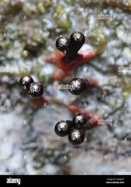 Attēlu rezultāti vaicājumam “Trichia botrytis”