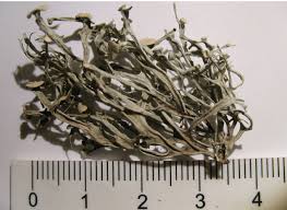 Attēlu rezultāti vaicājumam “Ramalina calicaris”