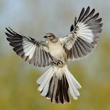 Image result for Mimus polyglottos