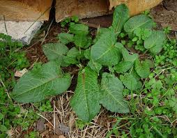 Attēlu rezultāti vaicājumam “Rumex obtusifolius”