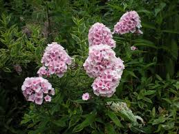Image result for Phlox paniculata `Bright Eyes`