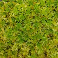 Attēlu rezultāti vaicājumam “Sphagnum palustre sporophyte”