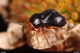 Attēlu rezultāti vaicājumam “Licea testudinacea macro”