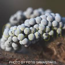 Attēlu rezultāti vaicājumam “Badhamia sp.”