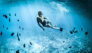 Image result for Canary Divers