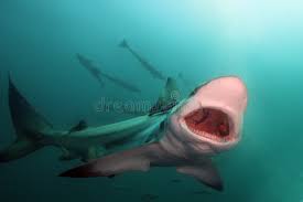Image result for Carcharhinus limbatus