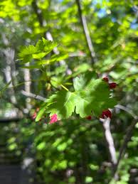 Attēlu rezultāti vaicājumam “Acalitus longisetosus”