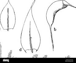 Attēlu rezultāti vaicājumam “Eurhynchium hians”
