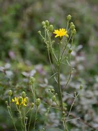 Attēlu rezultāti vaicājumam “Hieracium umbellatum”