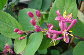 Attēlu rezultāti vaicājumam “Lonicera tatarica flower”