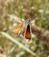 Attēlu rezultāti vaicājumam “Thymelicus lineola male”