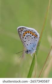 Attēlu rezultāti vaicājumam “Plebejus idas underside”