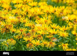 Attēlu rezultāti vaicājumam “Inula salicina leaf”