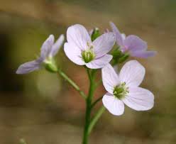 Attēlu rezultāti vaicājumam “Cardamine pratensis flower”