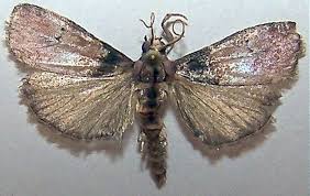 Attēlu rezultāti vaicājumam “Pyralididae”