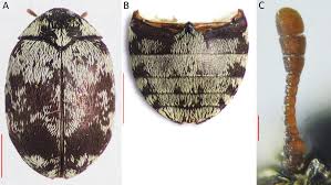 Attēlu rezultāti vaicājumam “Anthrenus sp.”