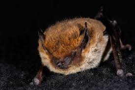 Attēlu rezultāti vaicājumam “Eptesicus nilssonii”