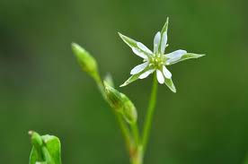 Attēlu rezultāti vaicājumam “Stellaria uliginosa”