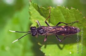 Attēlu rezultāti vaicājumam “Tenthredo campestris female”