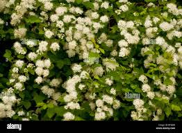 Attēlu rezultāti vaicājumam “Spiraea chamaedryfolia”