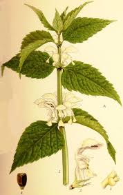 Attēlu rezultāti vaicājumam “Lamium album leaf”