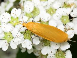 Attēlu rezultāti vaicājumam “Eilema sororcula”