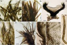 Attēlu rezultāti vaicājumam “Hyphodiscus hymeniophilus”