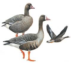 Attēlu rezultāti vaicājumam “Anser albifrons adult”