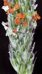 Attēlu rezultāti vaicājumam “Alopecurus aequalis flower”