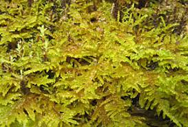 Attēlu rezultāti vaicājumam “Palustriella commutata sporophyte”