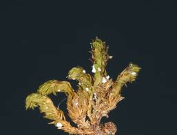 Attēlu rezultāti vaicājumam “Zygodon rupestris”