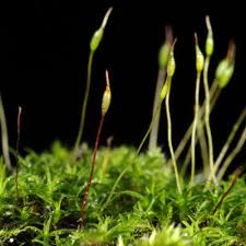 Attēlu rezultāti vaicājumam “Bryoerythrophyllum recurvirostrum sporophyte”