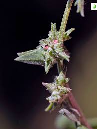 Attēlu rezultāti vaicājumam “Atriplex patula”