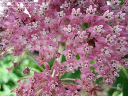 Attēlu rezultāti vaicājumam “Hesperis matronalis bud”