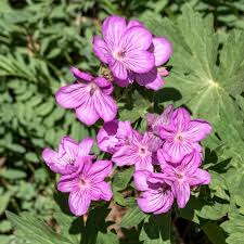 Image result for Geranium `Purple Haze`