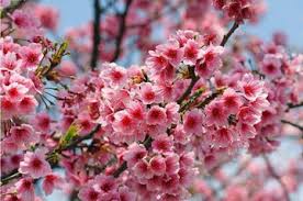 Attēlu rezultāti vaicājumam “Prunus (sakura)”