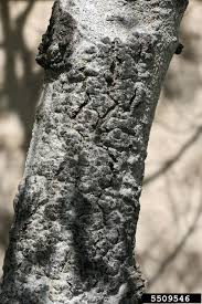 Attēlu rezultāti vaicājumam “Lepidosaphes ulmi”