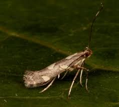 Attēlu rezultāti vaicājumam “Calybites phasianipennella”