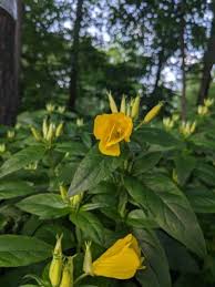 Attēlu rezultāti vaicājumam “Oenothera biennis flower”